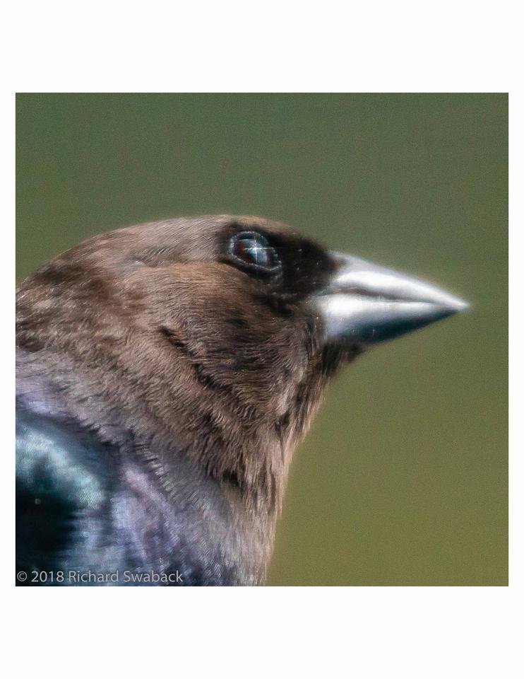 Brown-headed Cowbird_20150502a.jpeg.jpg