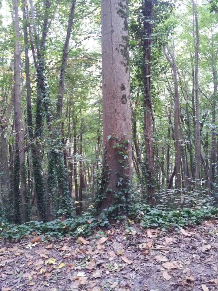 Patricklemarie Steemit juin 2018 mon arbre de méditation.jpg