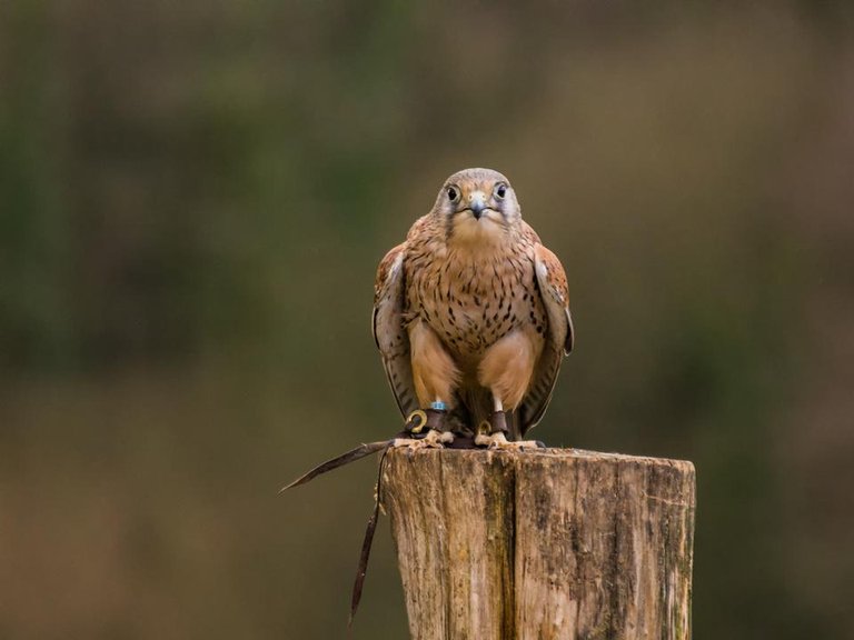 national bird of prey centre - by steve j huggett (3).jpg