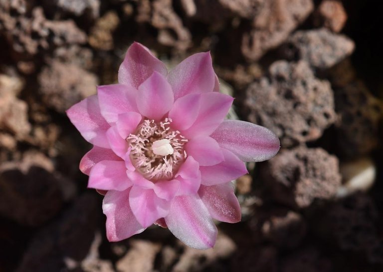 Gymnocalycium Bruchii pink flower 3.jpg