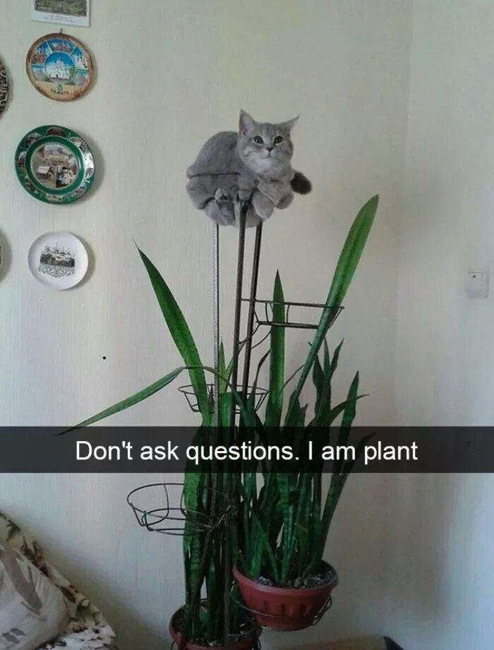 Meeeoooowwwwww.jpg