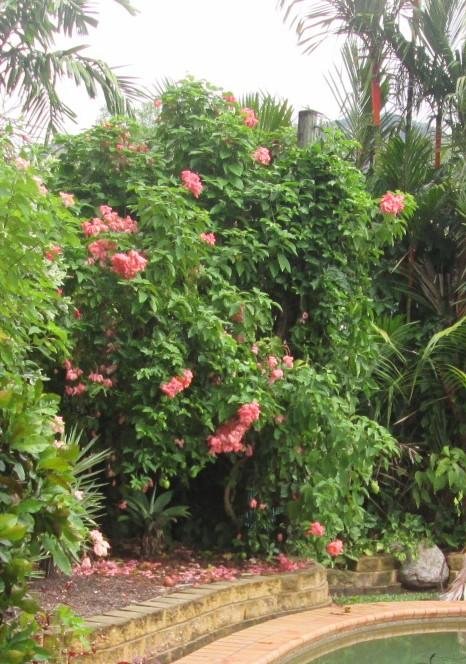 Garden pink flowers.jpg