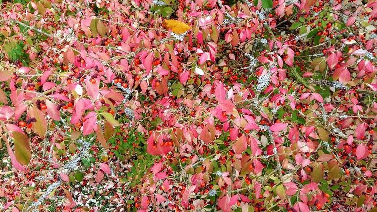 red berries red leaves.jpg