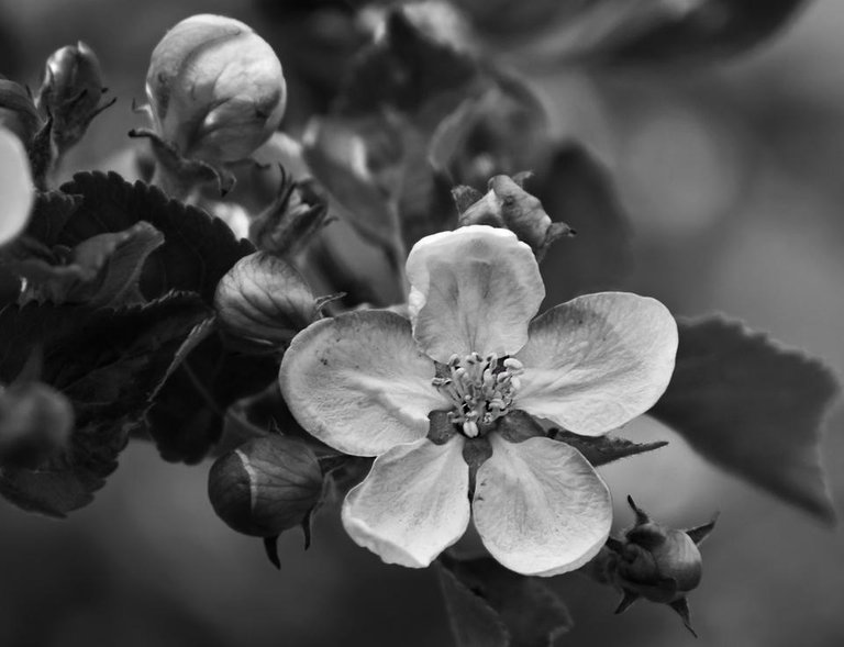 apple blossom bw.jpg