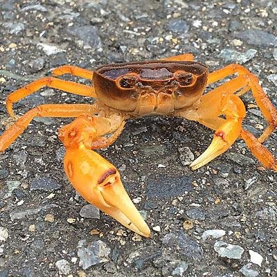 crab.jpg