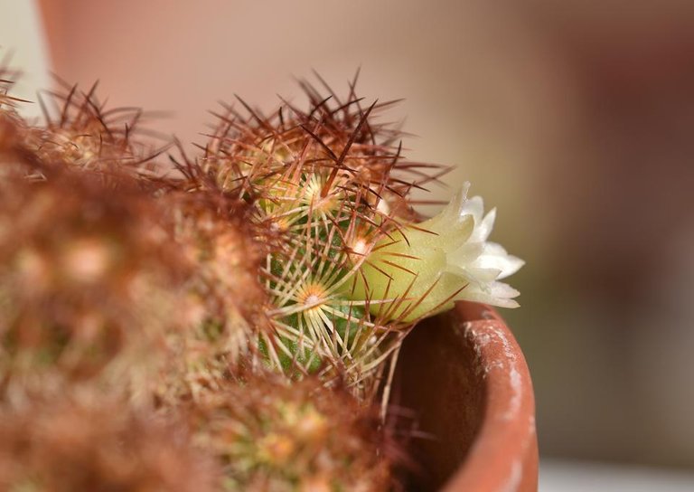 mammillaria copper king flower macro 1.jpg