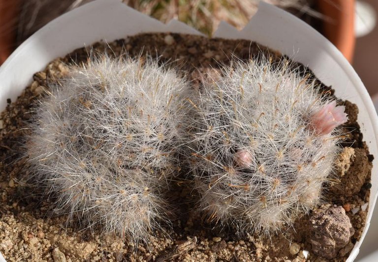 Mammillaria Glassii pink flowers 2.jpg