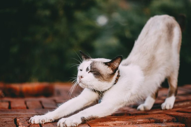 Cat doing yoga.jpg