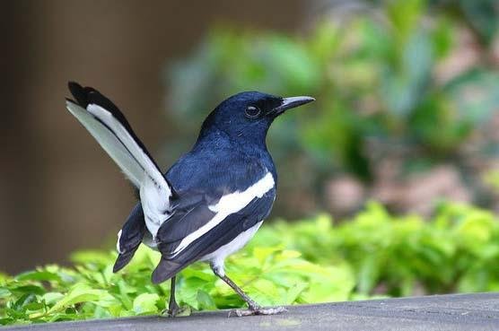 National-Birds-of-Bangladesh-2.jpg