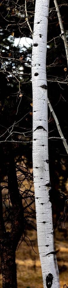 Aspen Tree.jpg