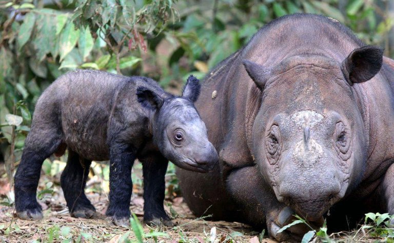 Sumatran-Rhino-940x580.jpg