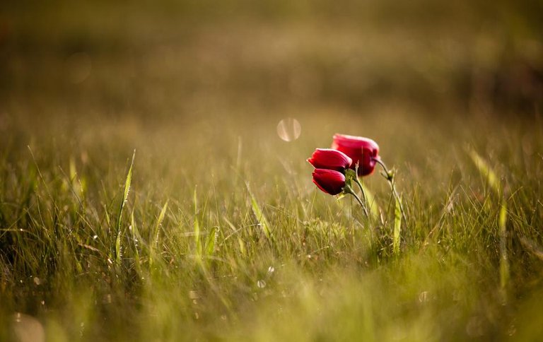 poppies-empty field.jpg