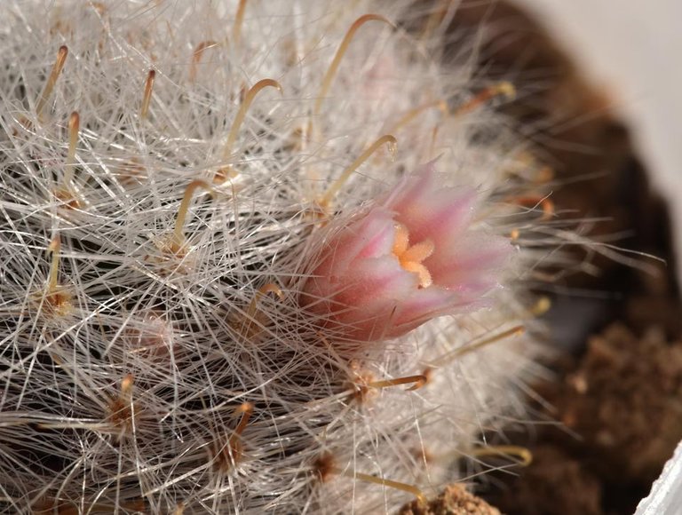 Mammillaria Glassii pink flowers 3.jpg