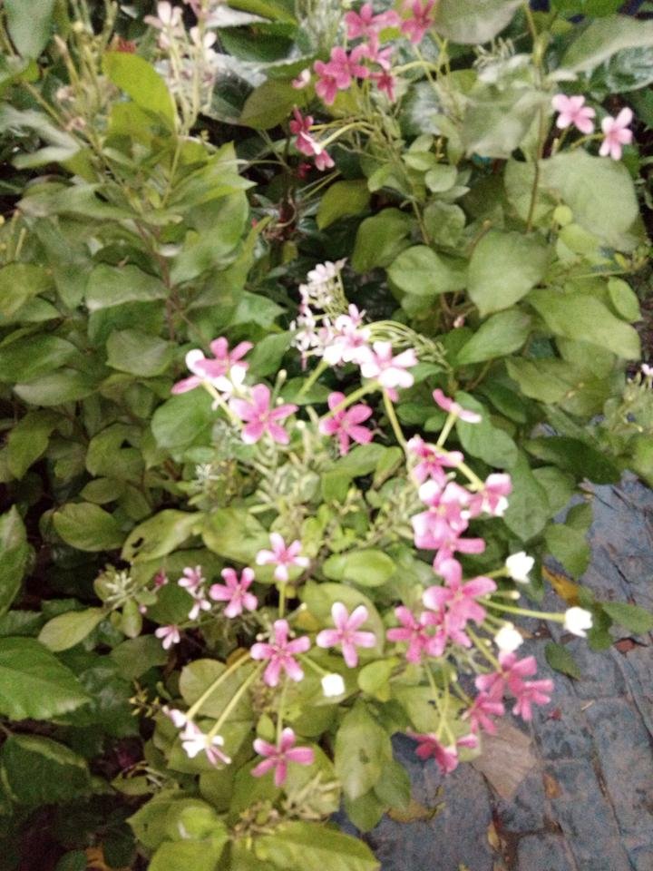 IMG_20180815_193301.jpg