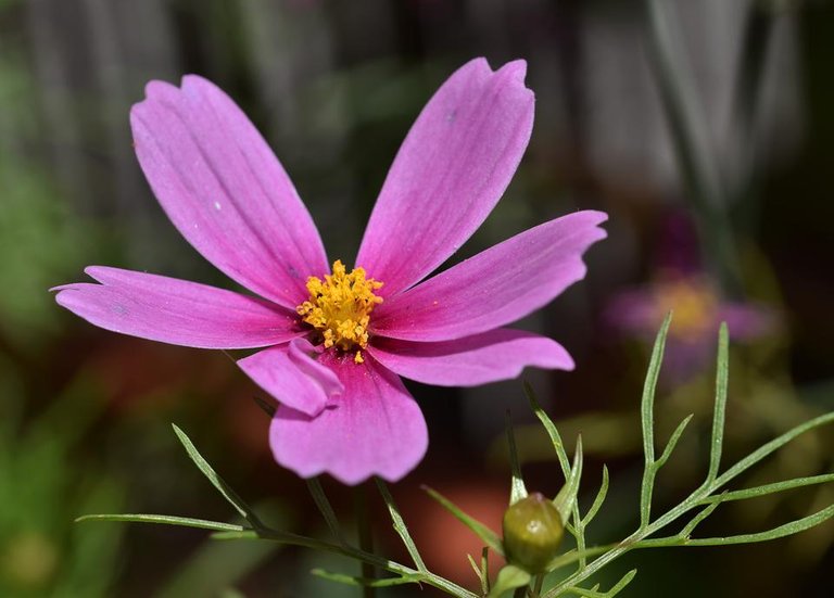 cosmos damage flower 2.jpg