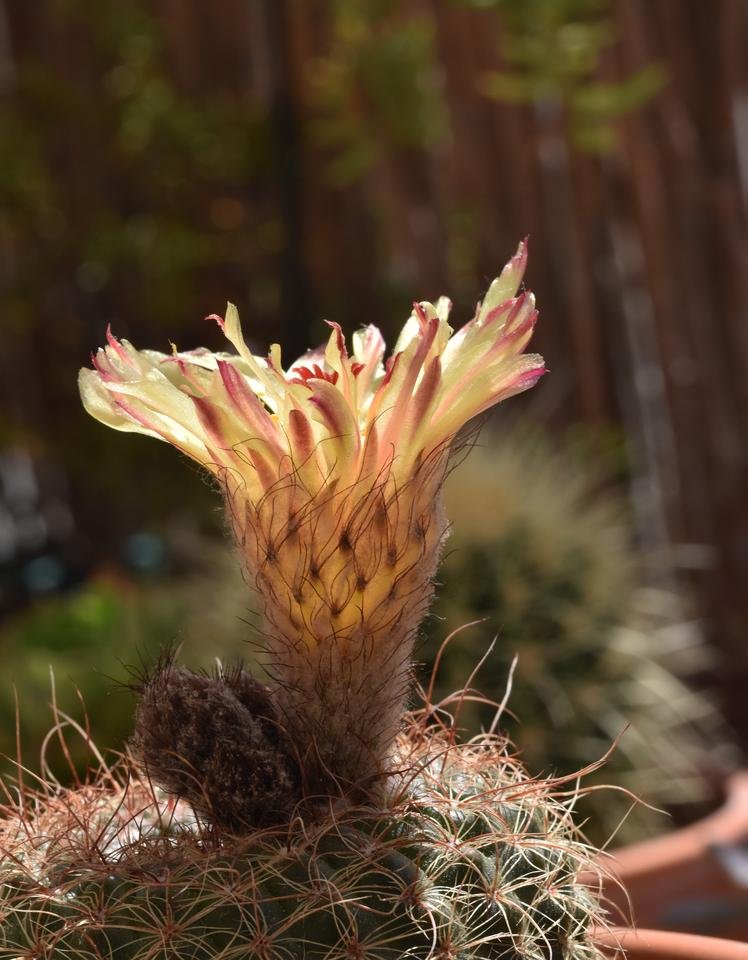 Parodia scopa notocactus cactus flower 5.jpg