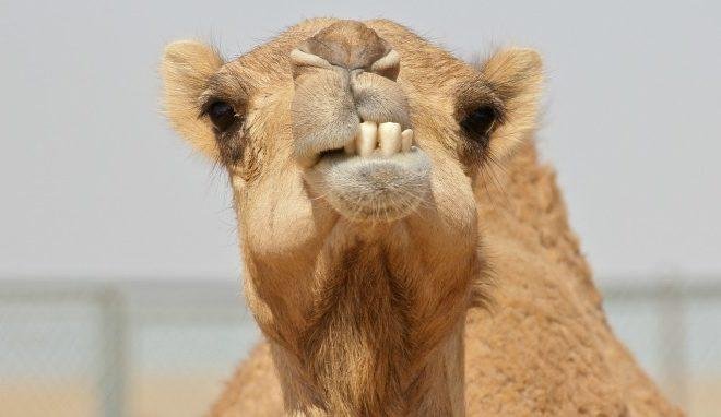 camel-teeth2-660x382.jpg