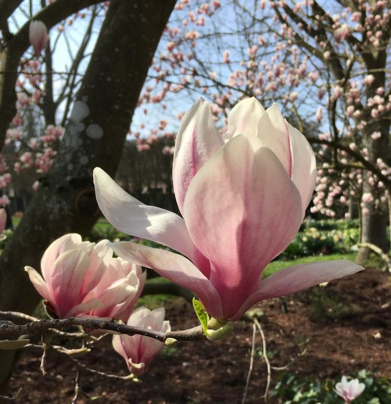 fleur de magnolia.JPG