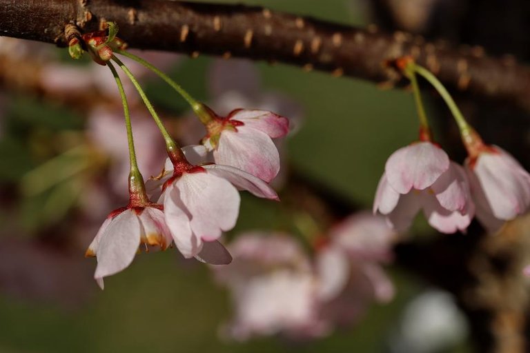 IMG_9028 Cherry Blossoms.JPG