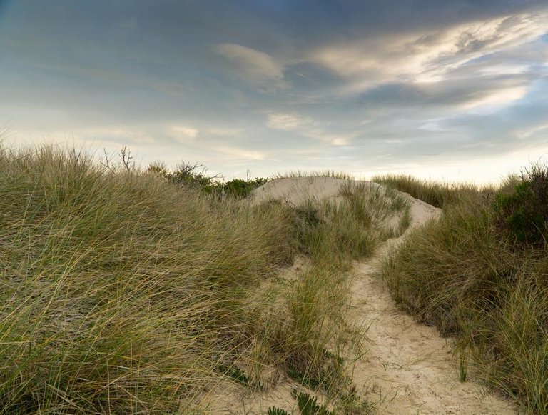 Path in the sand dunes.jpg