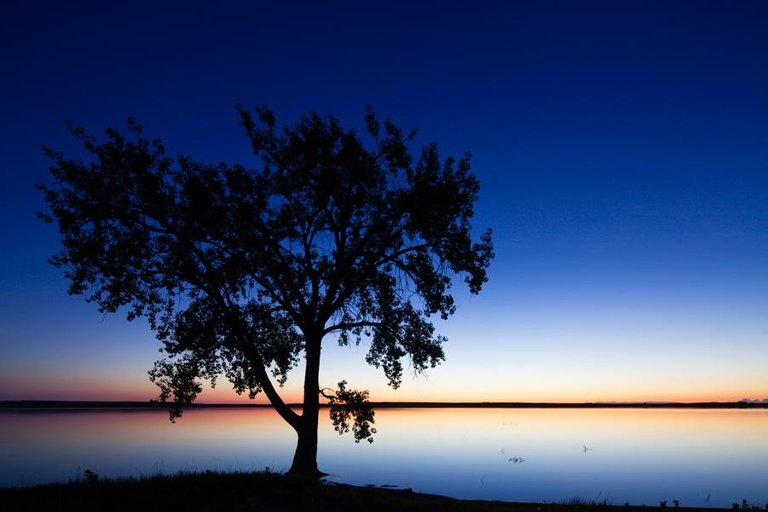 Tree at Belle Fourche Reservoir.jpg