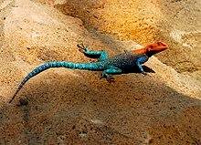 220px-Red-headed_rock_agama_1.jpg