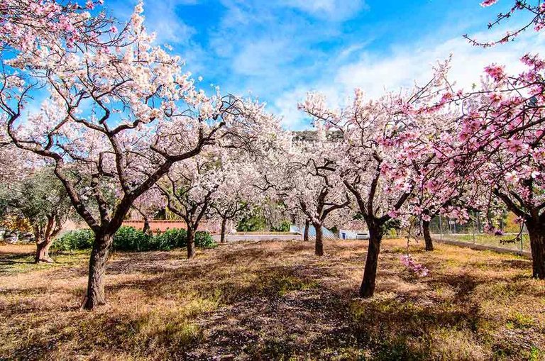 almendros-en-flor.jpg