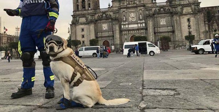 Frida-la-perrita-mexicana-que-ha-salvado-vidas.jpg