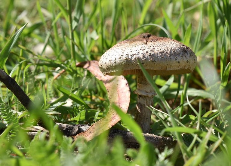 mushrooms in grass 2.jpg