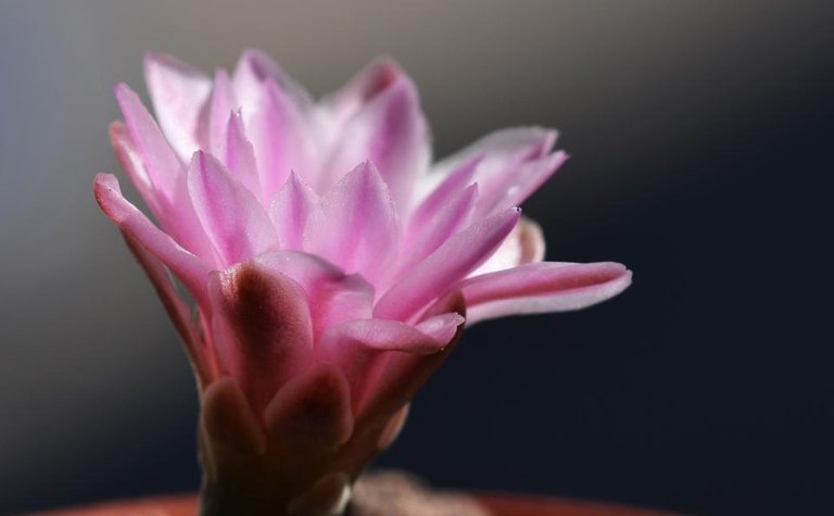 Gymnocalycium Bruchii pink flower 2.jpg