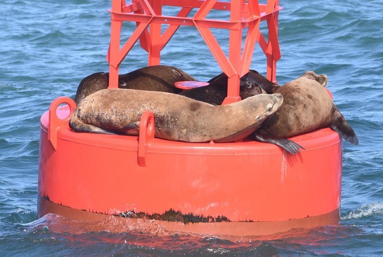 sea lions on bouy.JPG