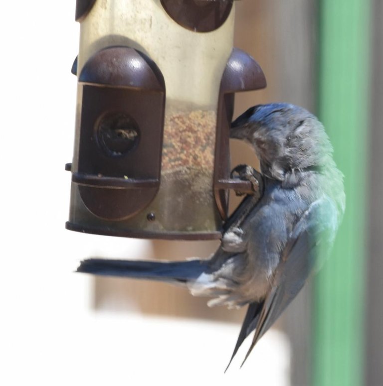 PIJA at feeder.JPG