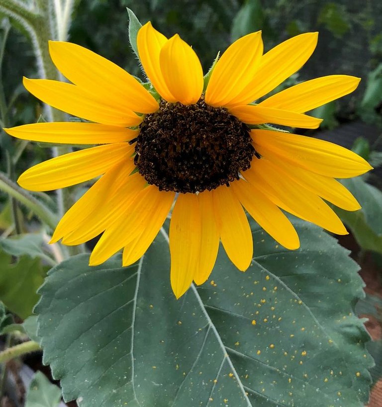 Sunflower2.jpg