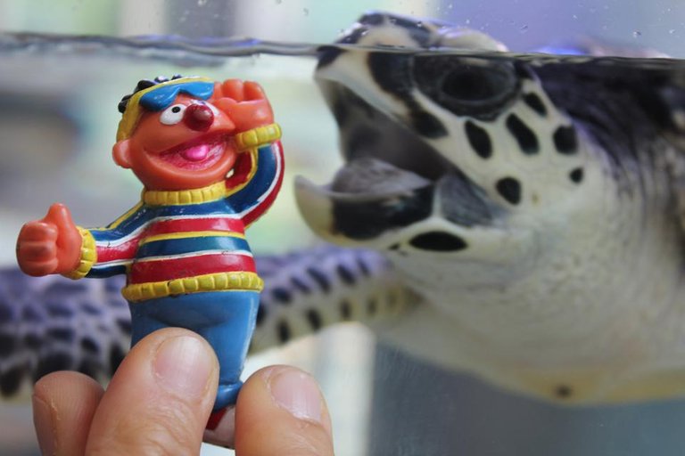 animal-finger-asia-turtle-japan-toy-125553-pxhere.com.jpg