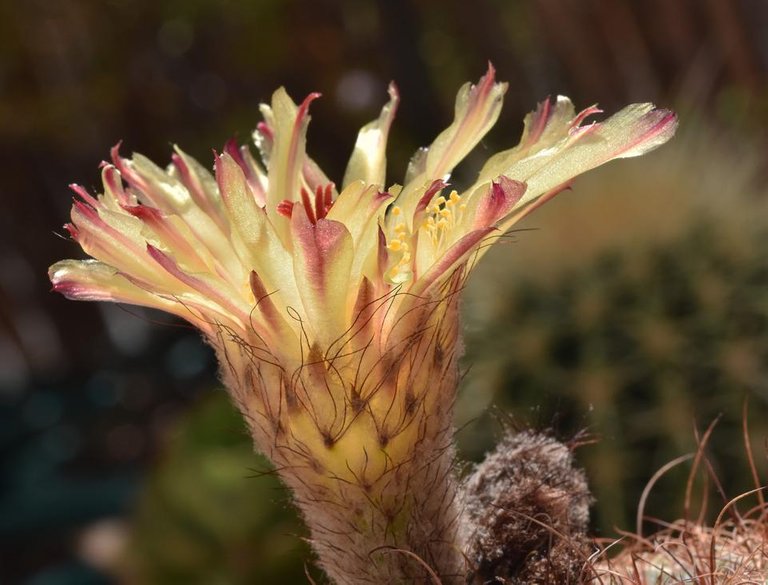 Parodia scopa notocactus cactus flower 4.jpg