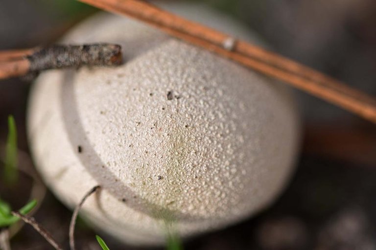 mushroom golf ball 2.jpg