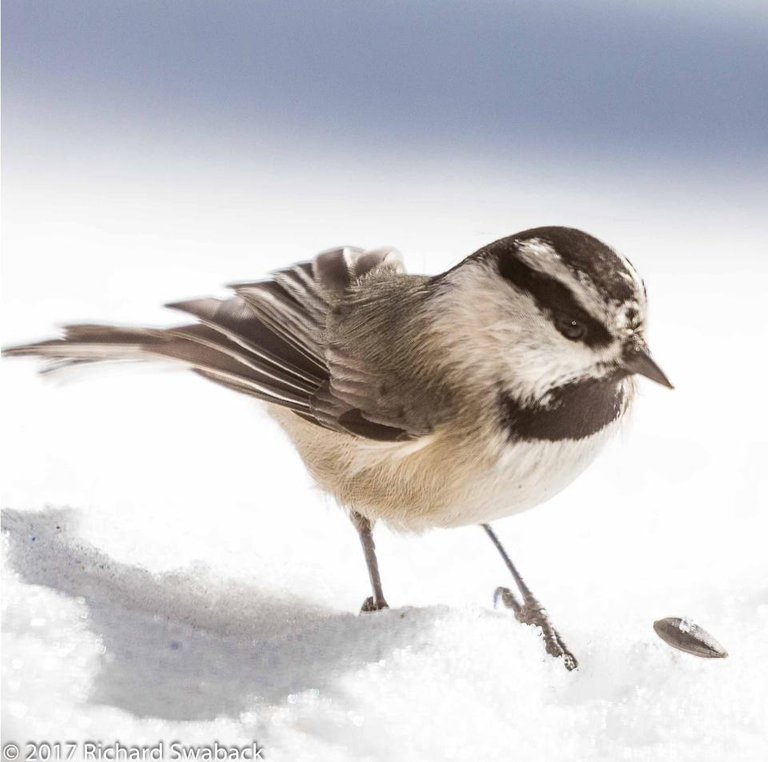 Mountain Chickadee.jpg