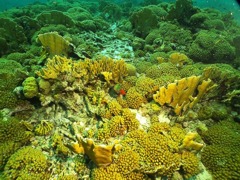 PICT0257 Bonaire.JPG