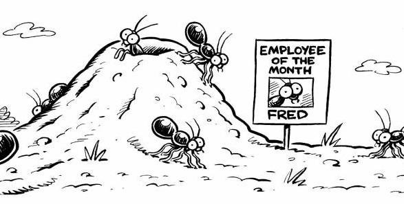 animals-ants-ant-employee-works-workers-dcln68_low.jpg