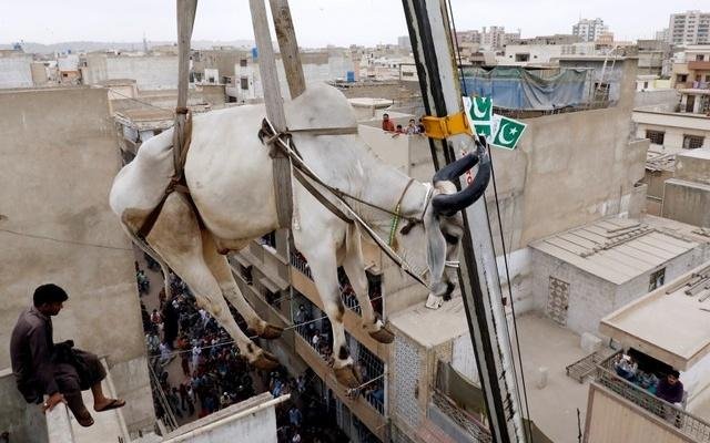 karachi-crane-cow-01.jpg