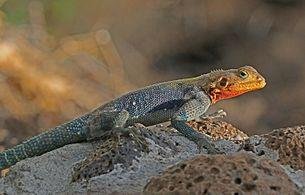 Red-headed_rock_agama_(Agama_agama)_male.jpg