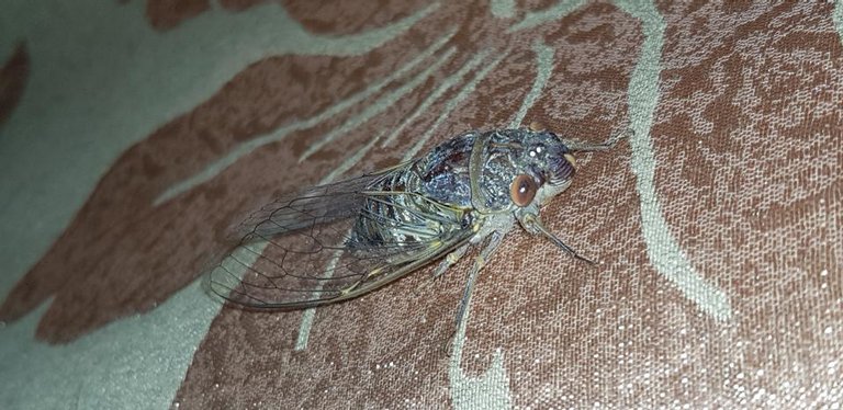 20180527_210603.jpg