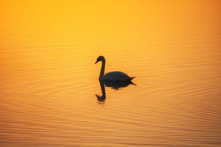 sunset swans Dryslwyn Castle- by steve j huggett.jpg