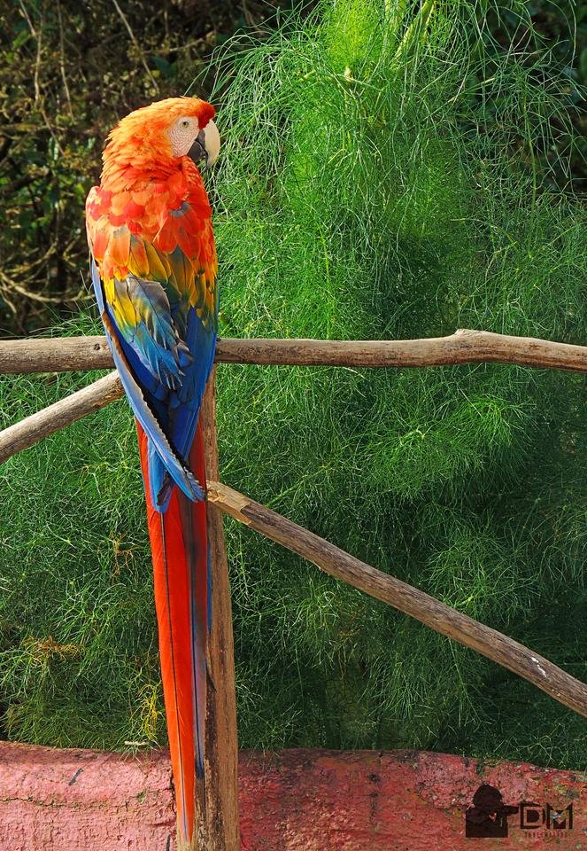 Guacamaya 1.jpg