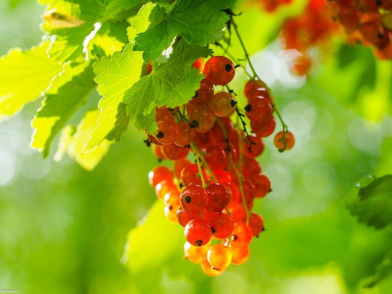 red currant photo 1.jpg