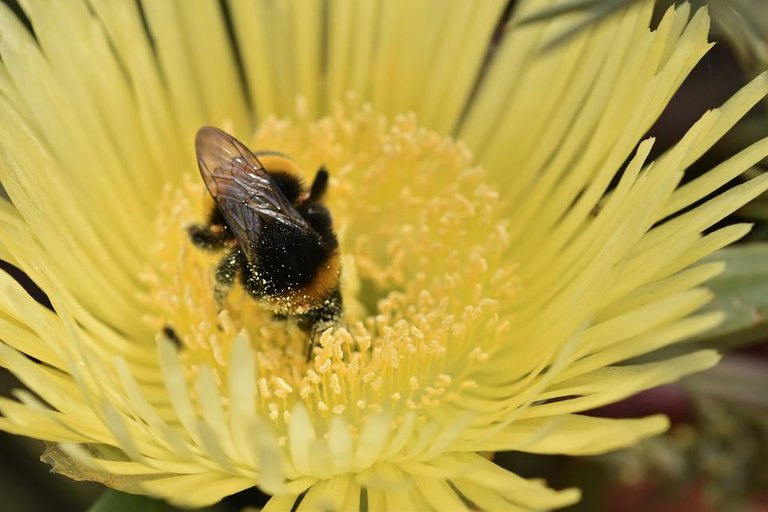 bumblebee ice plant macro.jpg