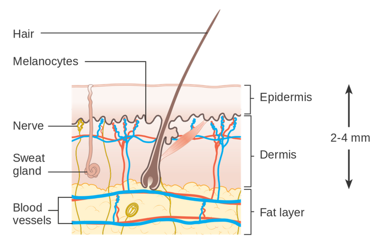 1280px-Diagram_showing_the_structure_of_the_skin_CRUK_371.svg.png