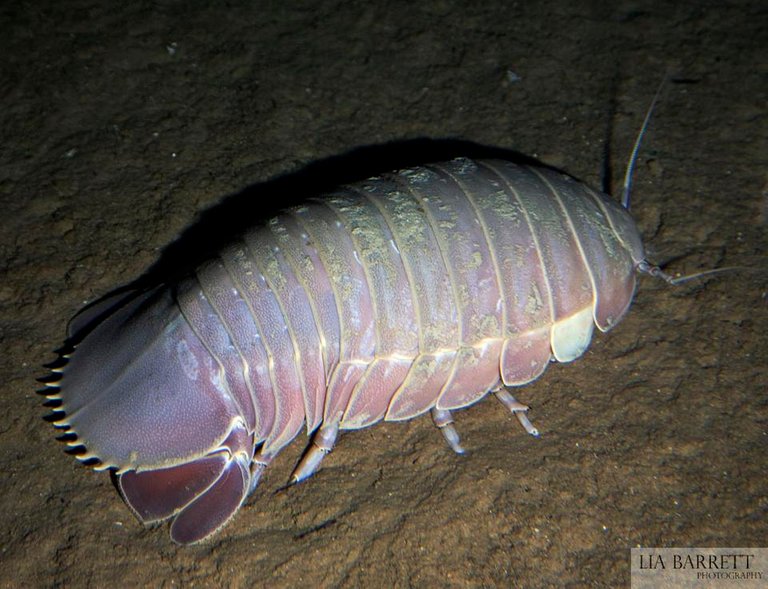 Giant Isopod aka Hells Cockroach