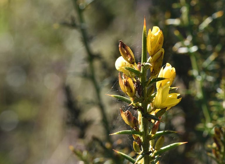 ulex gorse bush yellow bokeh spiderweb.jpg