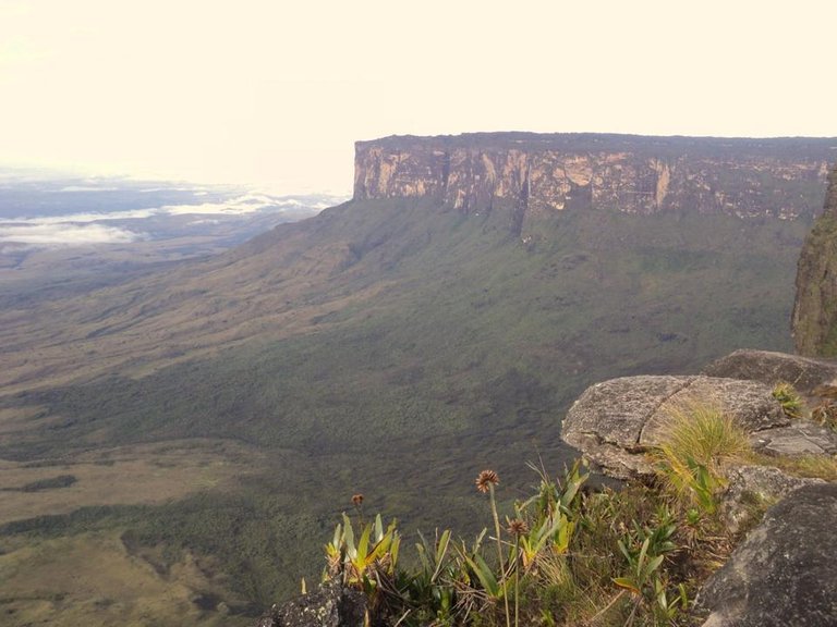 roraima_venezuela_south_america_mountain_trekking_natural_black_frogs_ecosystem-888504.jpg